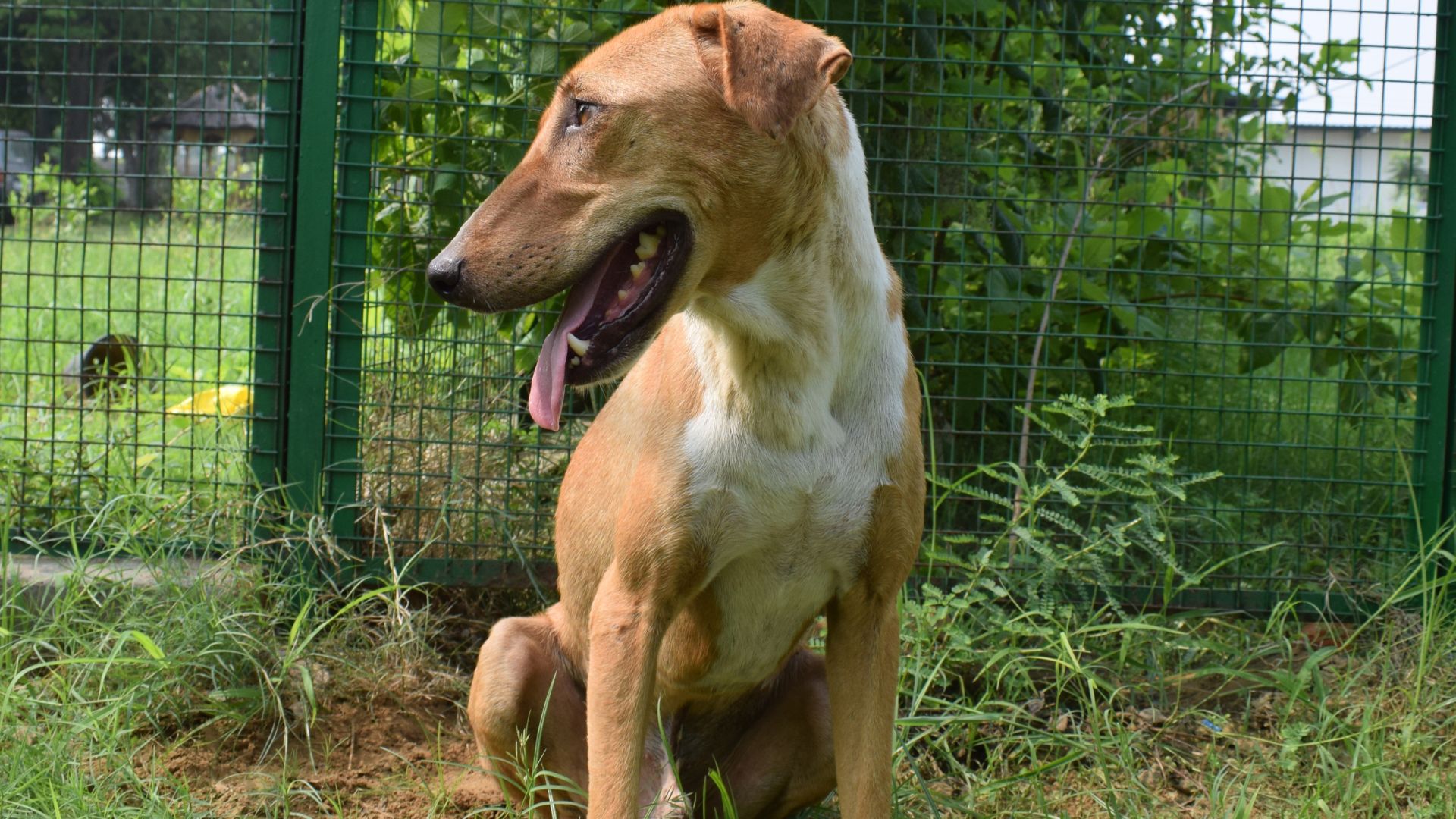 Read more about the article Why Is There a Need for a Pet Shelter in Delhi