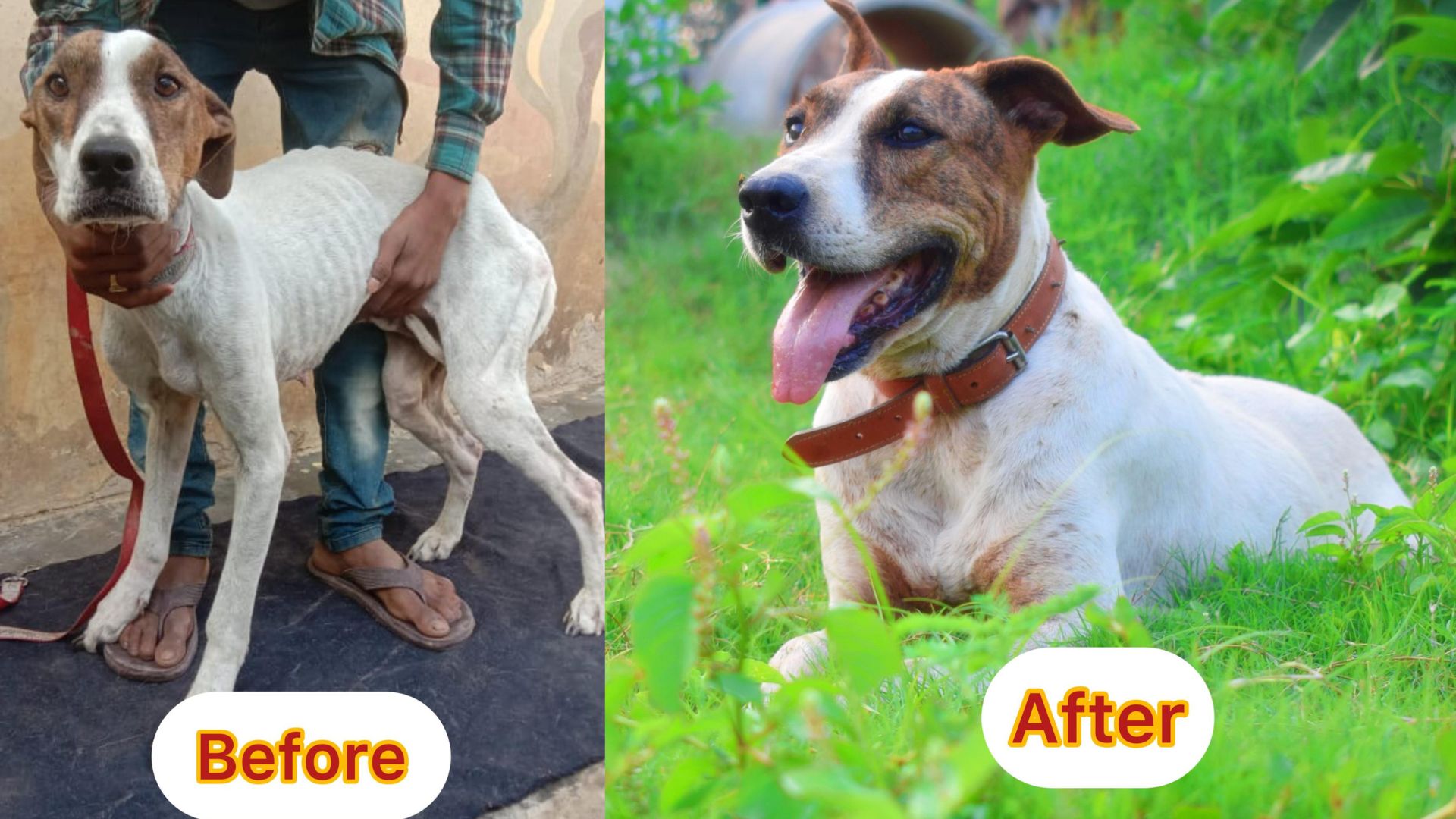 Read more about the article Why Should You Donate to Stray Animals and How Does It Help