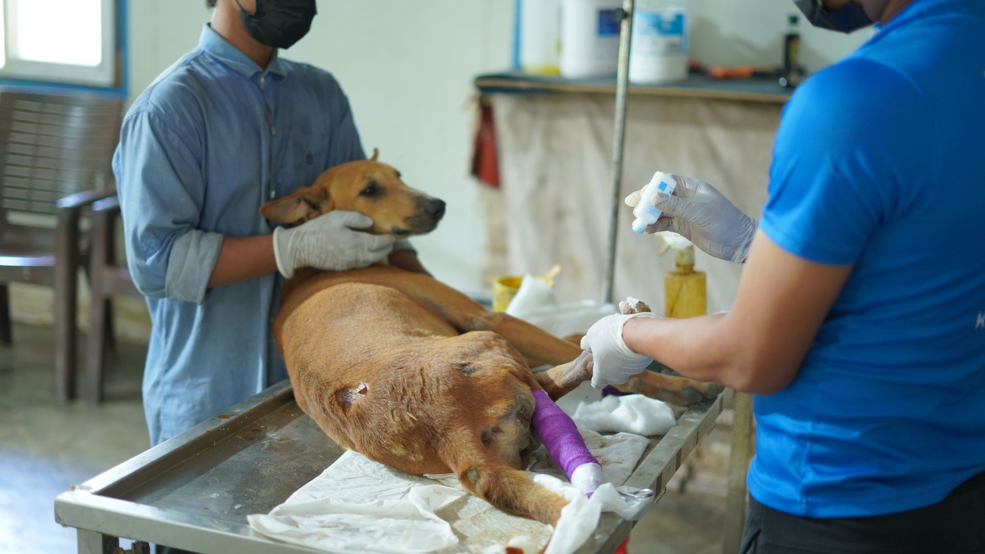 Read more about the article Aggression in Dogs: Humane Help from a Dog Shelter Home Near Me