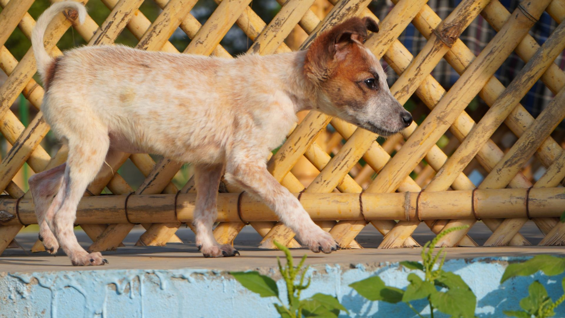 Read more about the article Best Animal Rescue Foundations in India: Adopt & Support