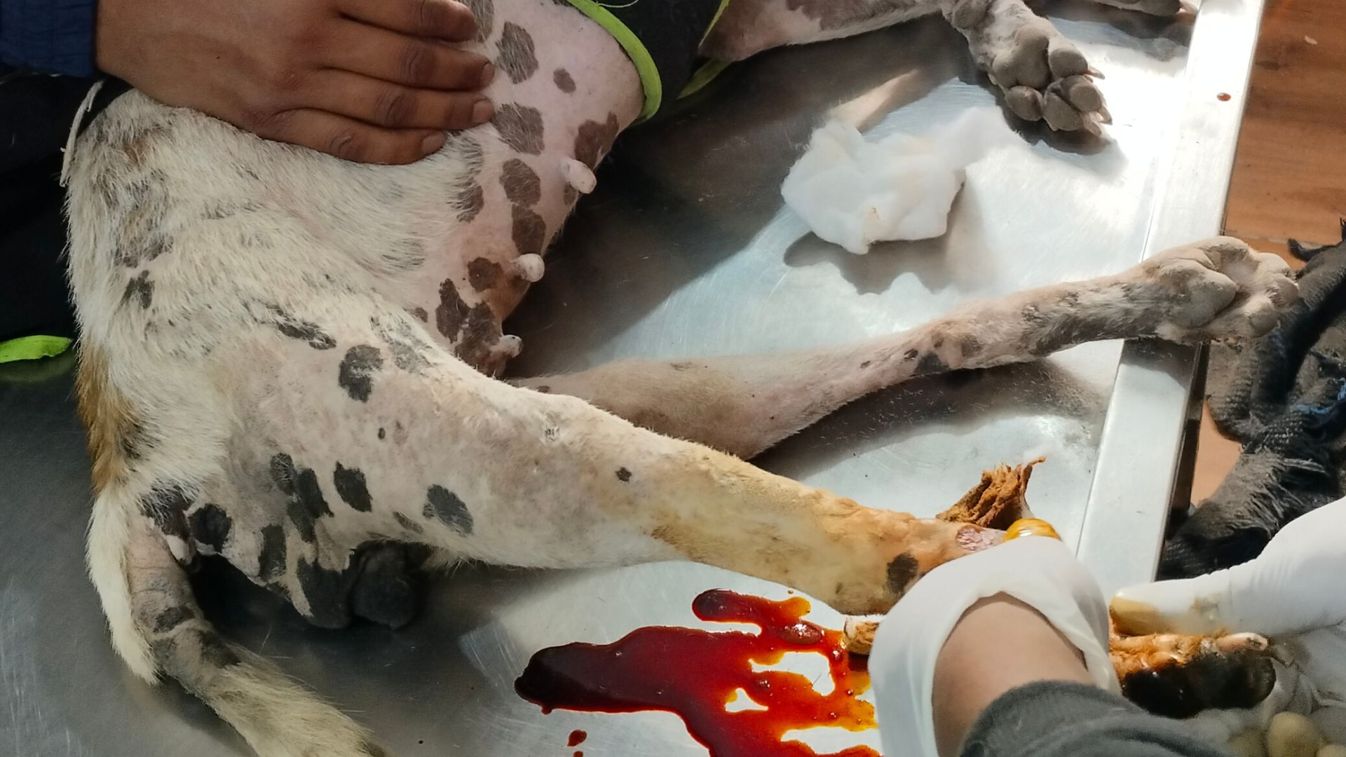 Read more about the article Why Noida Animal Shelters Are Crucial for Stray Animal Welfare in India