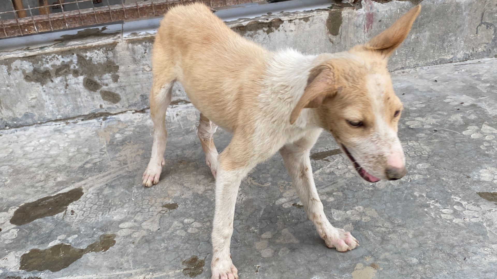 Read more about the article Lighting Up Lives: How This Diwali You Can Be a Ray of Hope for Stray Animals