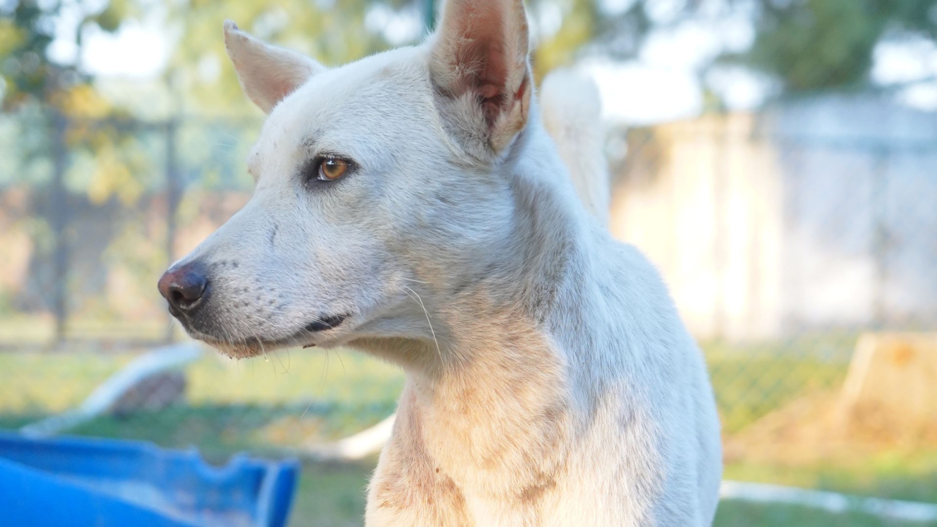 Read more about the article Dog Heat Cycle: Stages, Timeline, and Symptoms Explained