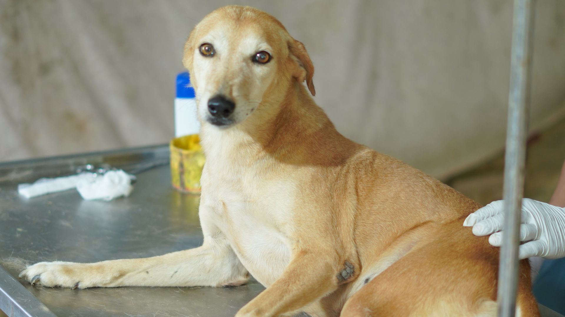 Read more about the article Parvo Vaccine for Dogs: Causes, Symptoms, and Treatment