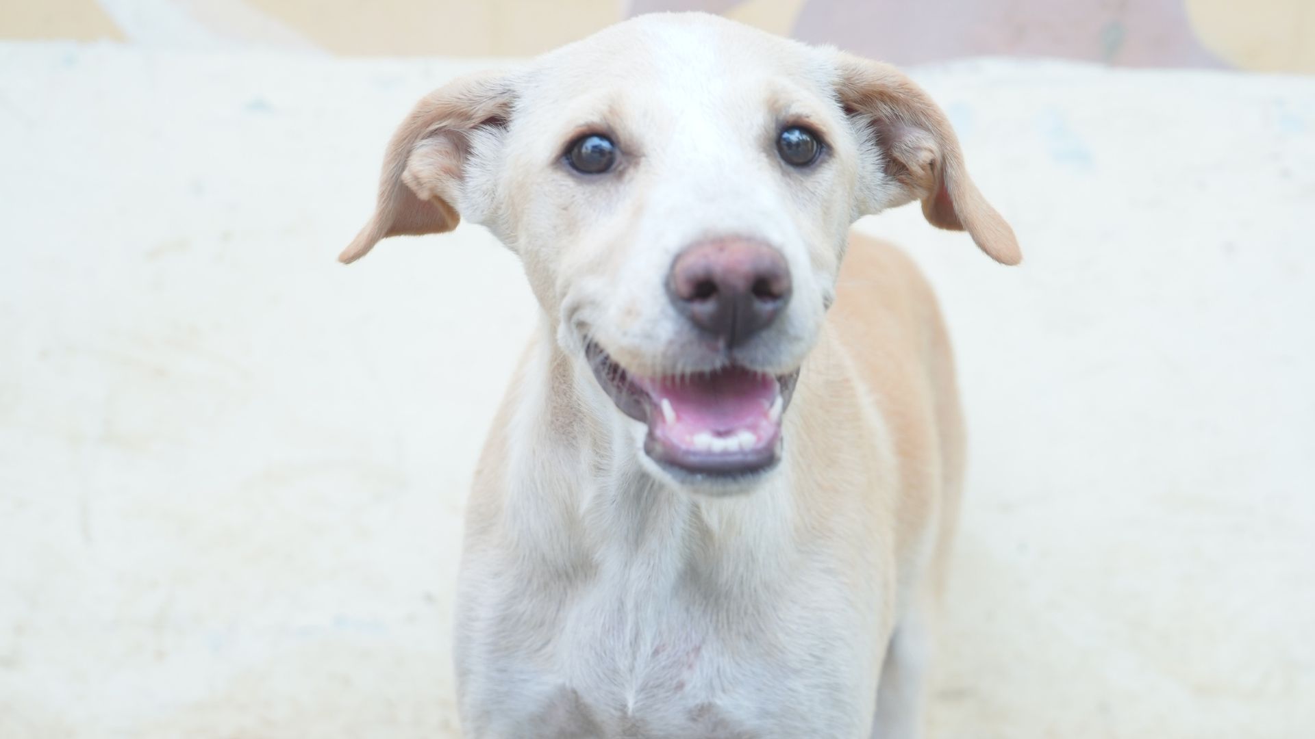 Read more about the article Dog Rehoming in India: A Kind, Responsible Guide