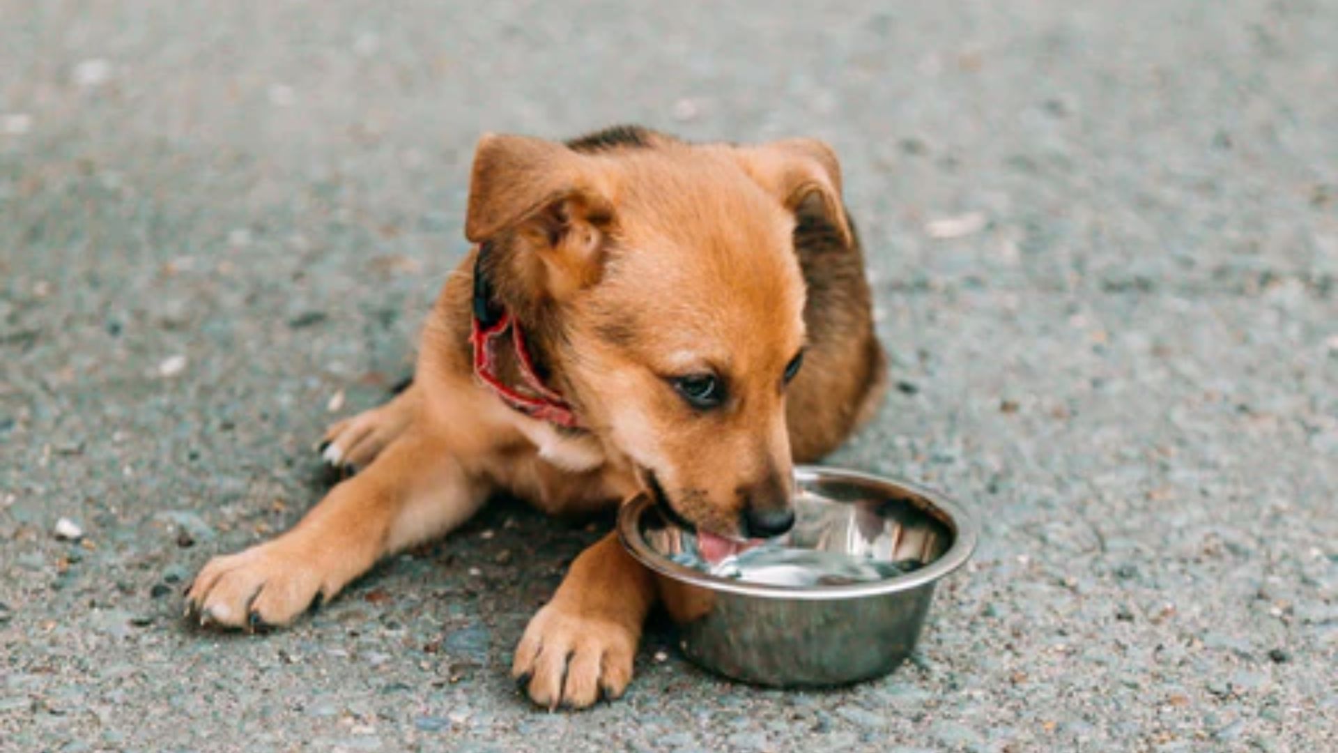 Read more about the article Dog Food Donation: Donate Online for Delhi Street Dogs