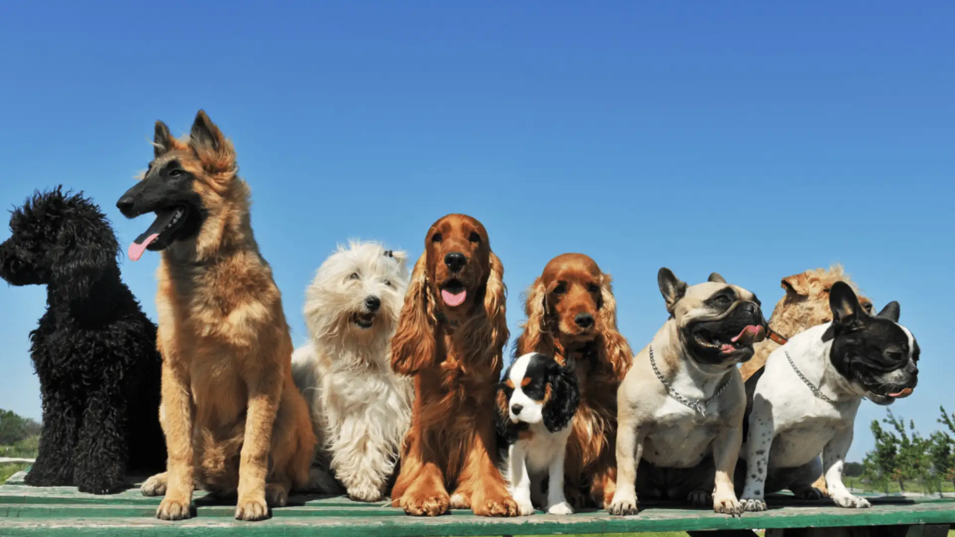 Read more about the article Dog Breeds: Guide, Types, Traits & Practical Insights India