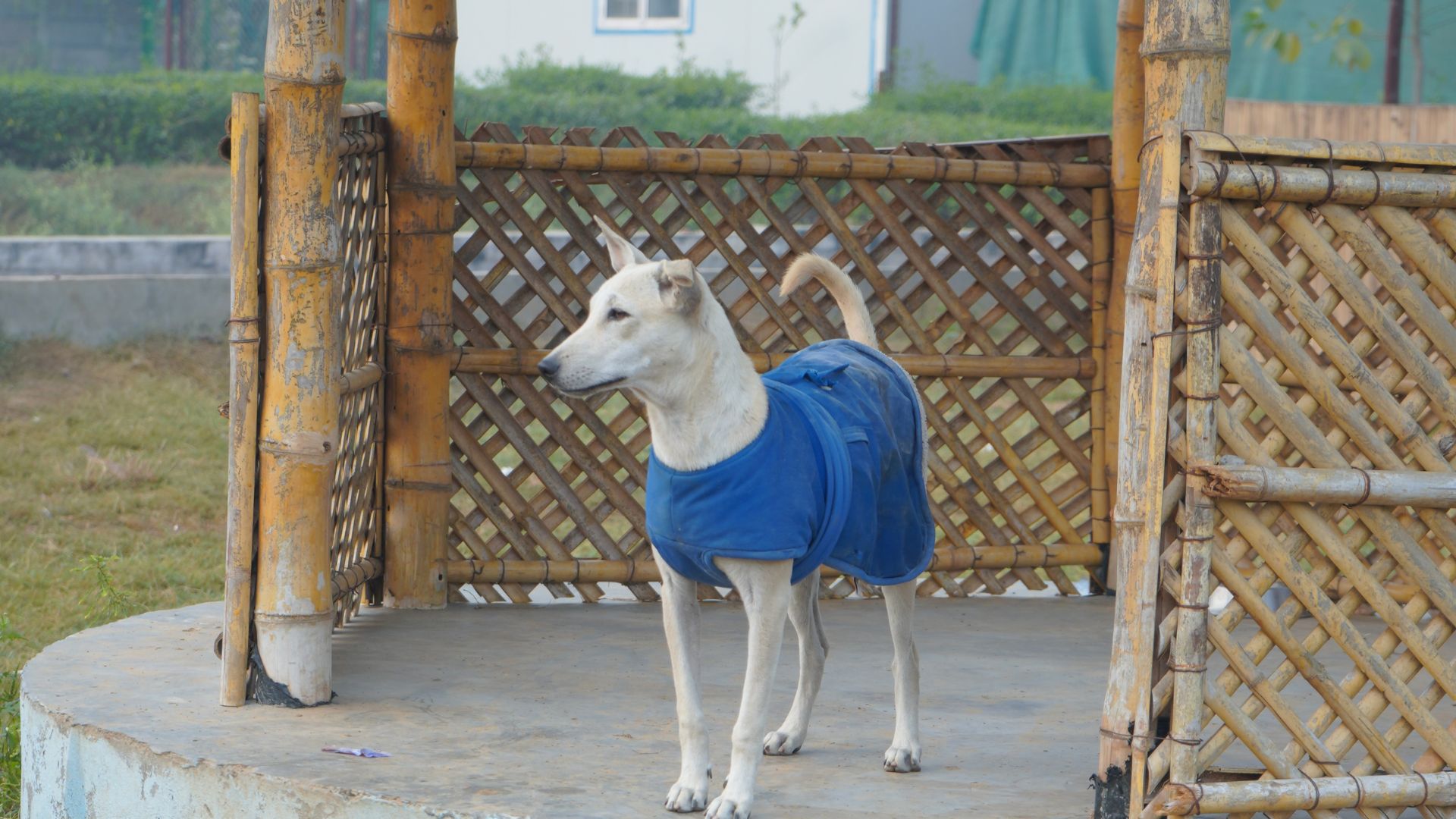 Read more about the article Emergency Winter Care for Pets: Signs, First Aid & Prevention