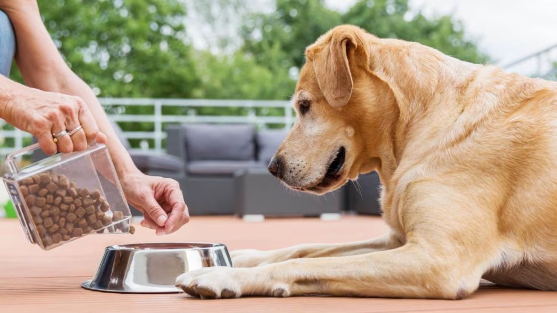 Read more about the article Is Your Dog Allergic to Its Food? Best Dog Food for Allergies