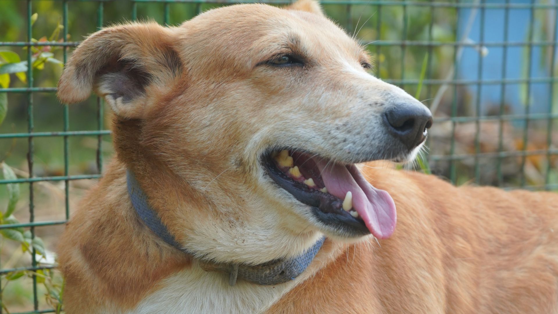 Read more about the article Why Desi Dogs Are the Best Pets for Indian Families