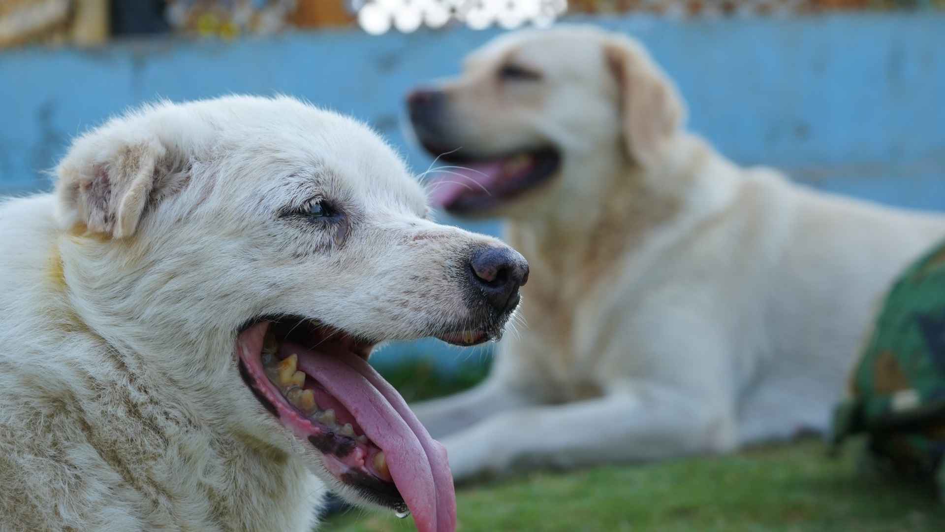 Read more about the article Everything You Should Know Before Choosing Pet Adoption in India