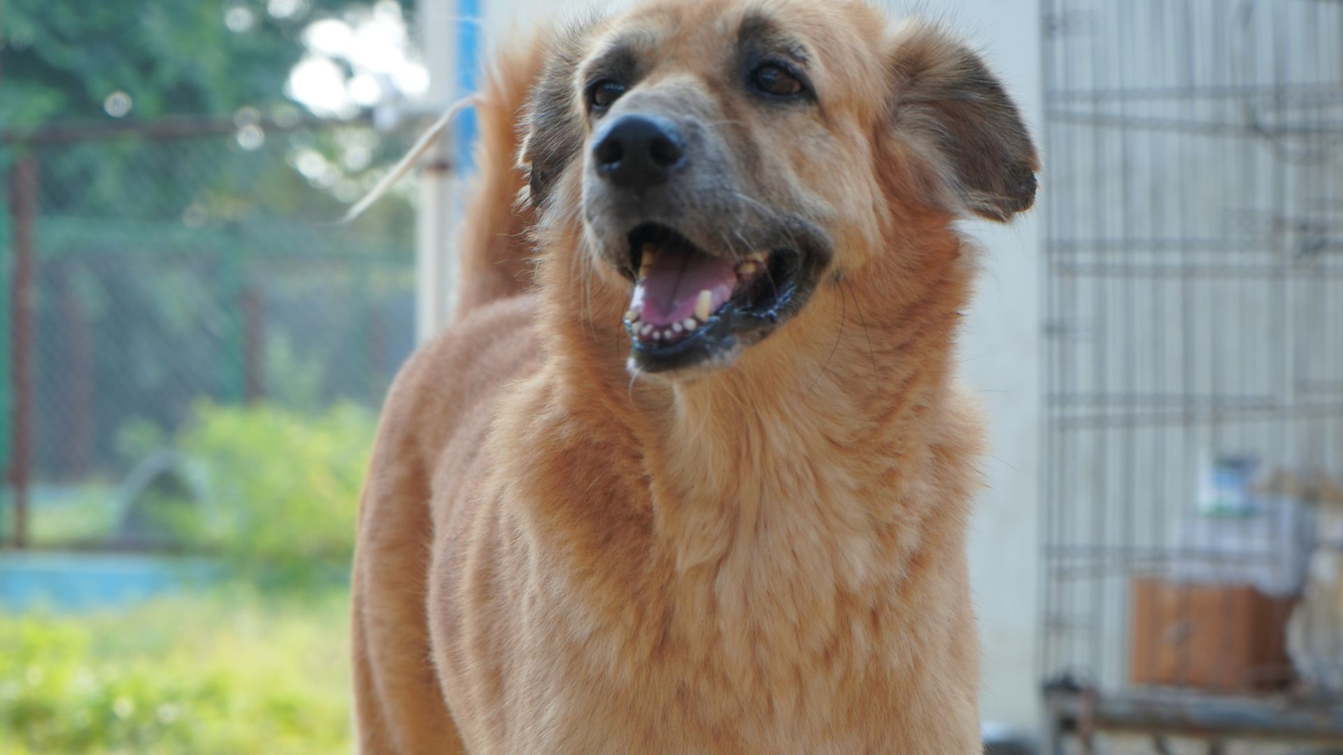 Read more about the article Animal Cruelty Act in India Explained: Rights, Penalties & How to Report Abuse