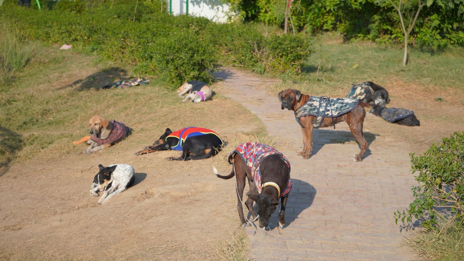 Read more about the article Why Street Dogs Bark, Chase, or Act Aggressively – How to Stay Safe?