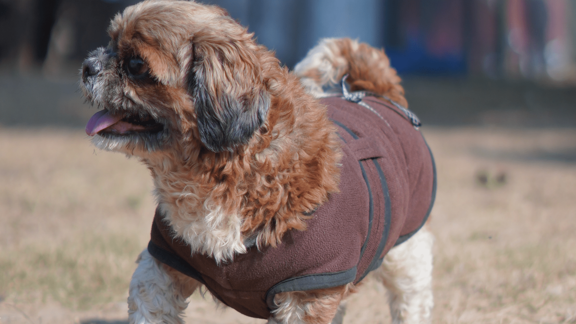 Read more about the article 3 Situations Where Your Donation Can Save a Street Dog’s Life Today