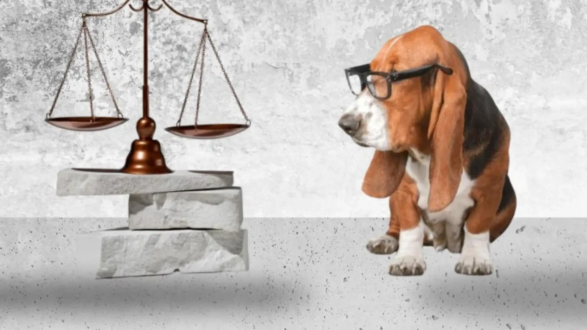 Read more about the article Animal Rights in India: Legal Rights of Animals and How Citizens Can Help