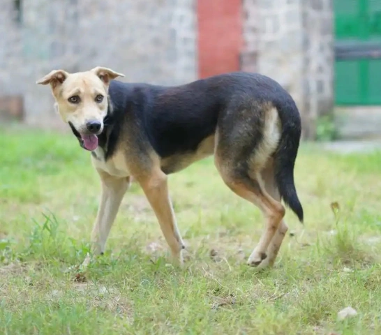 Asher-2
