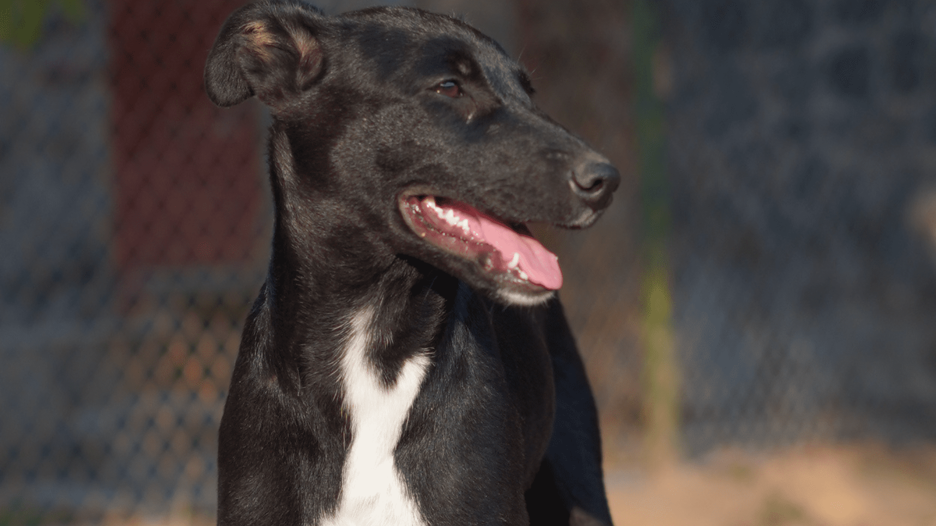 Read more about the article Animal Abuse: Signs, Types, Laws in India & Complaint Process