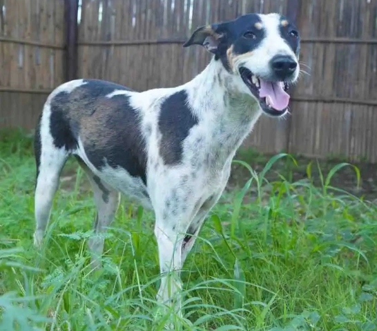 Kia-2