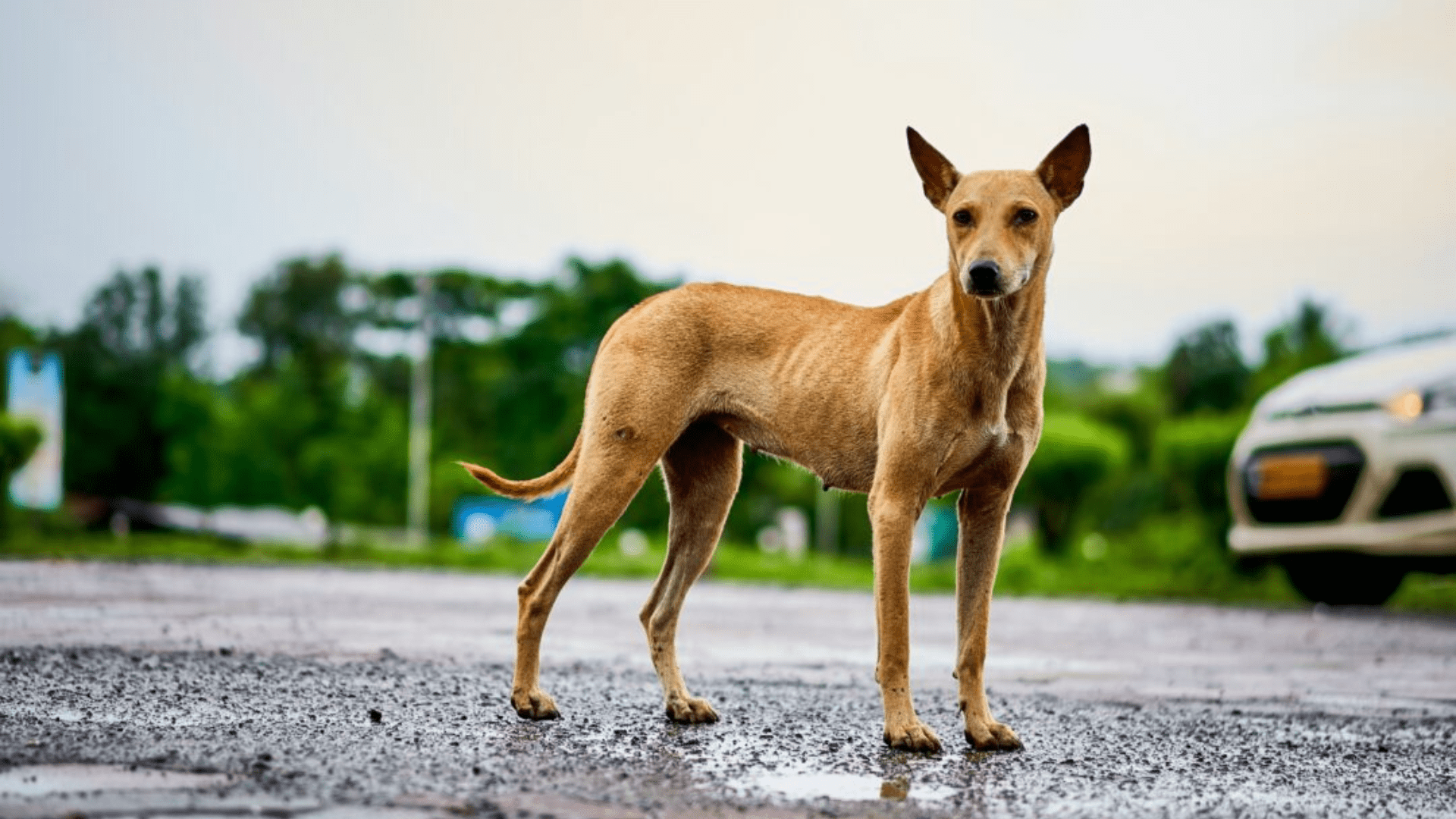 Read more about the article Indie Dog (Indian Pariah Dog): Nature, Benefits & Why You Should Adopt One