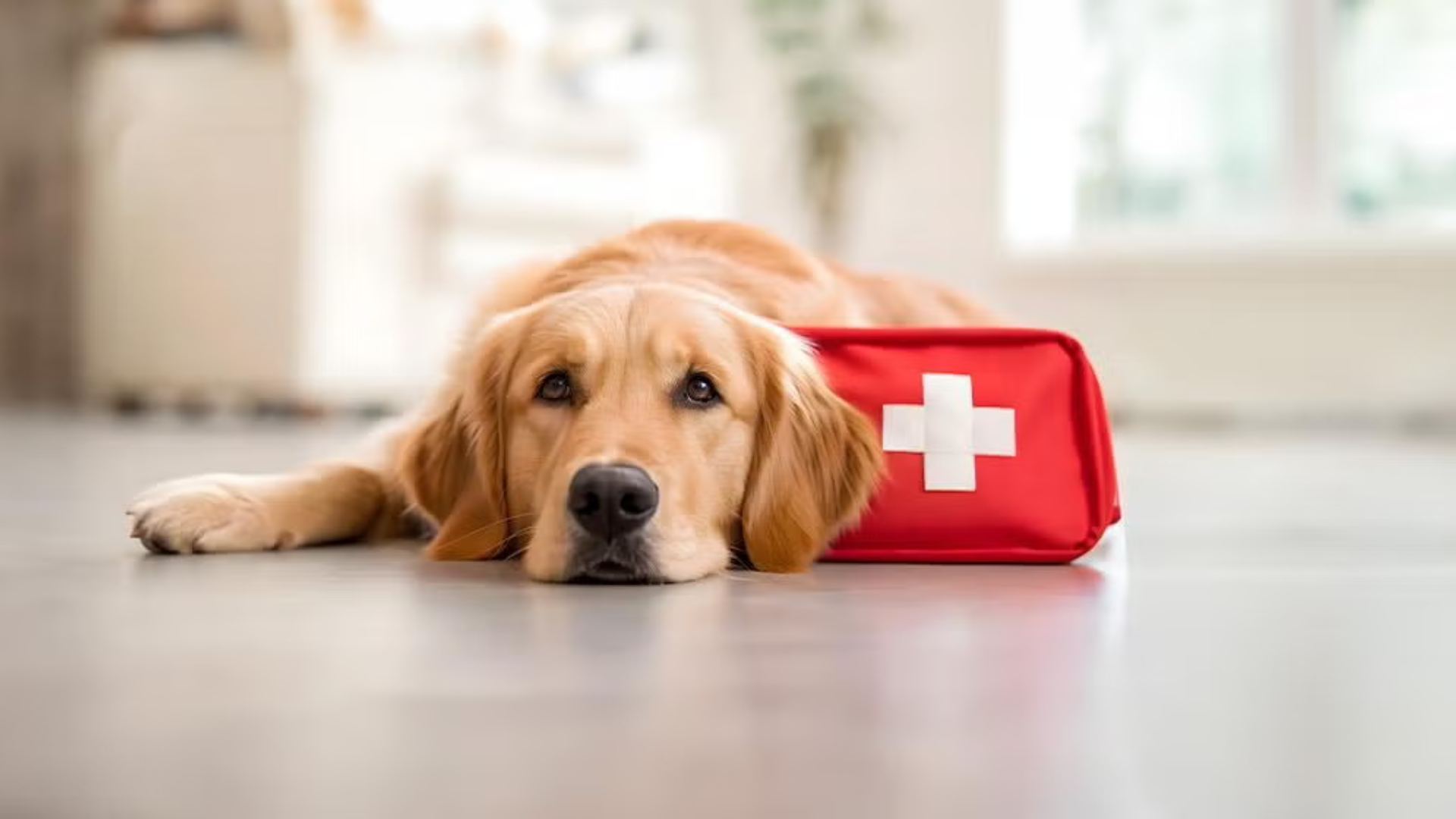 Read more about the article Injured Dog First Aid: What to Do Immediately (Step-by-Step Guide)