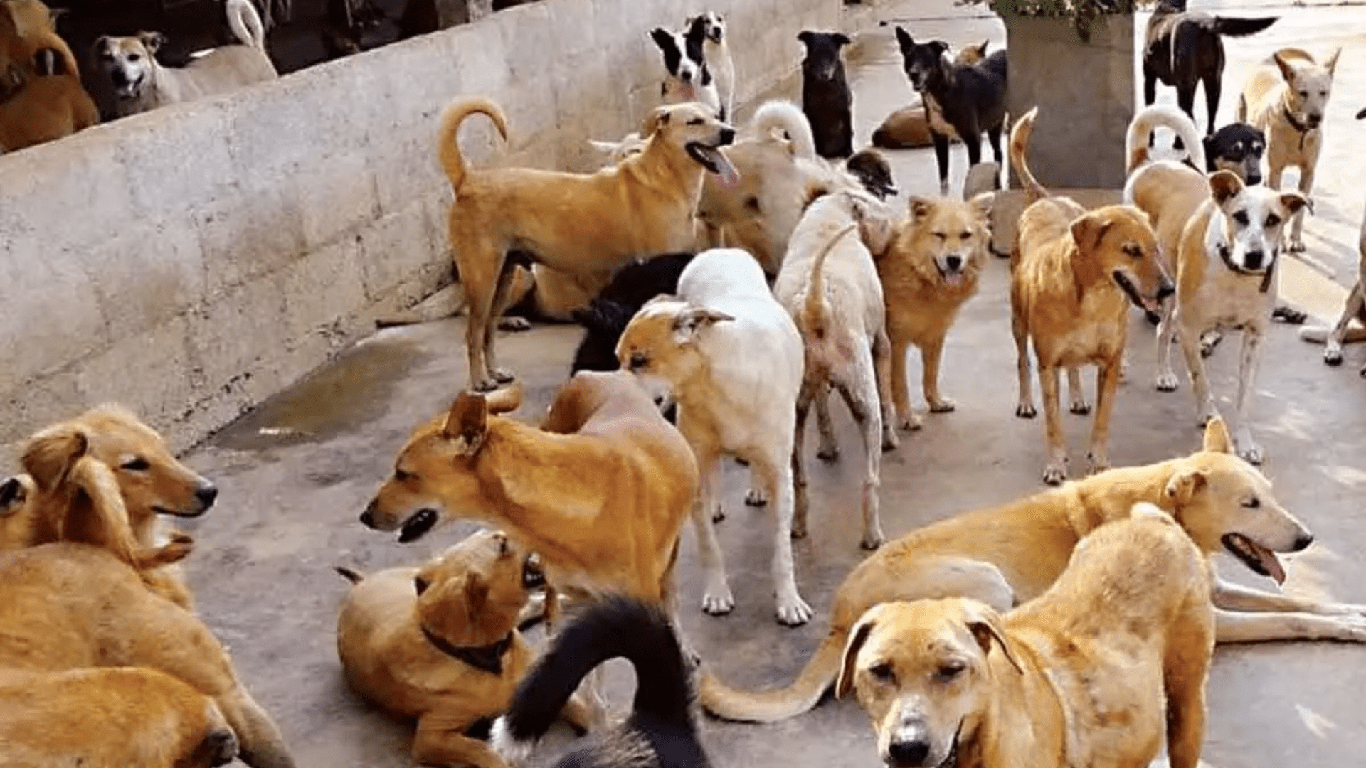 Read more about the article Stray Dog Population in India 2026: Causes, Problems & Humane Solutions
