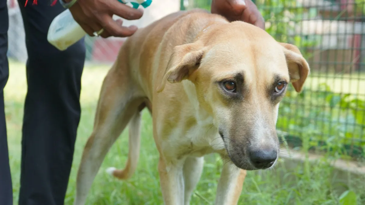 Read more about the article Common Diseases in Stray Dogs & How to Help Them