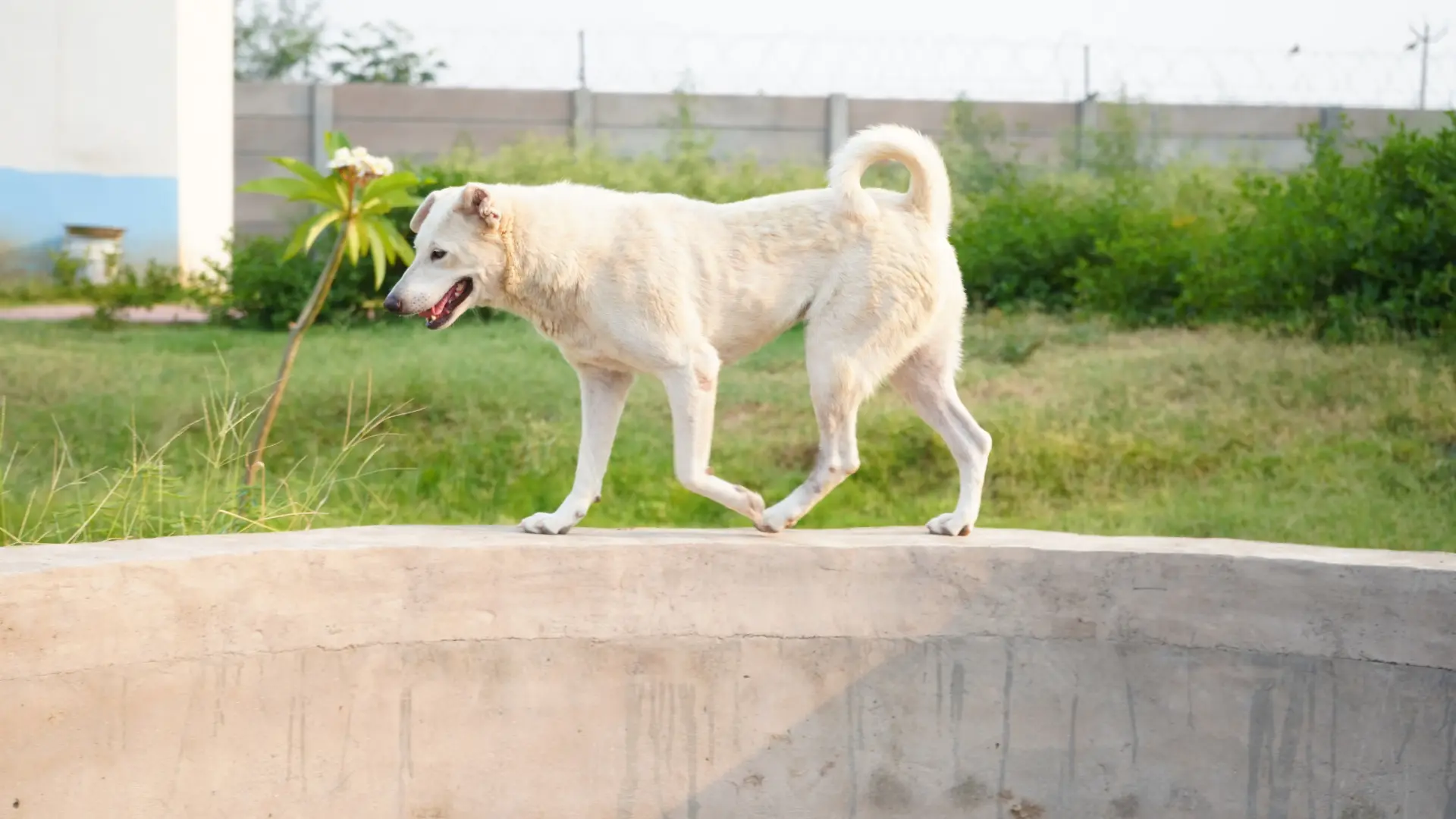 Read more about the article Foster vs Adopt: What’s the Difference and Which is Better?