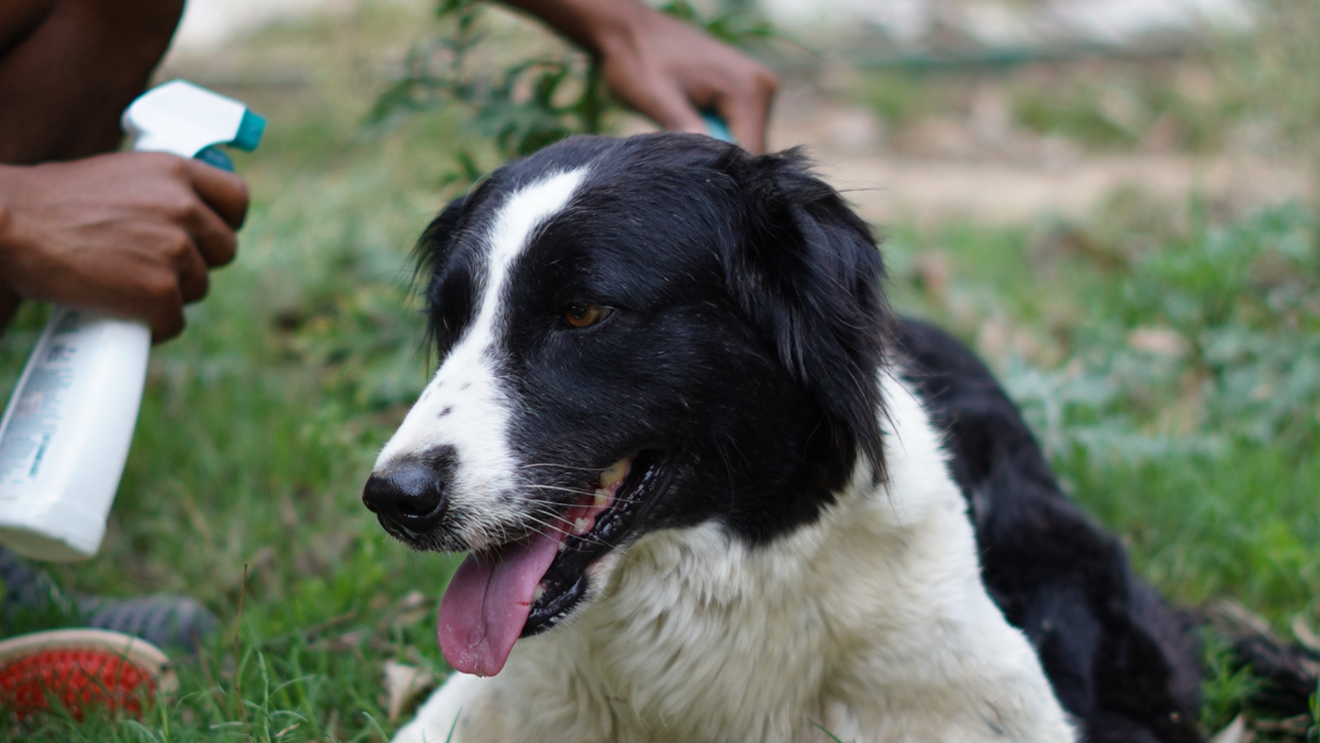 Read more about the article How NGOs Are Helping Solve the Stray Dog Problem in India