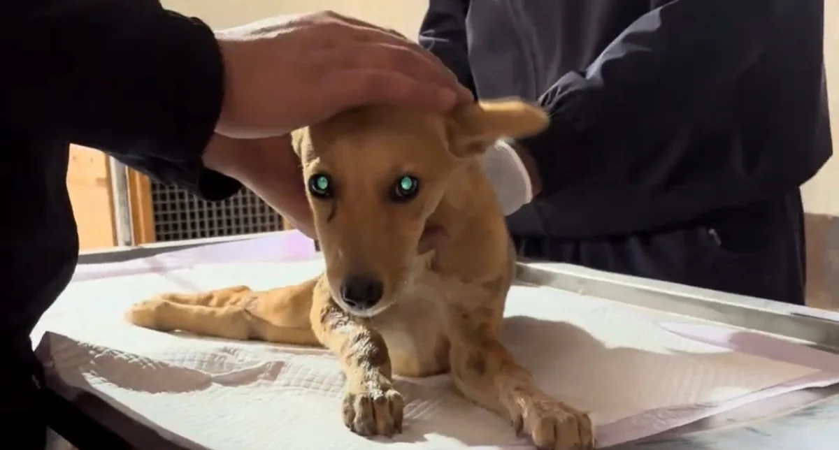 Read more about the article How Your Donation Helps Save Animals 
