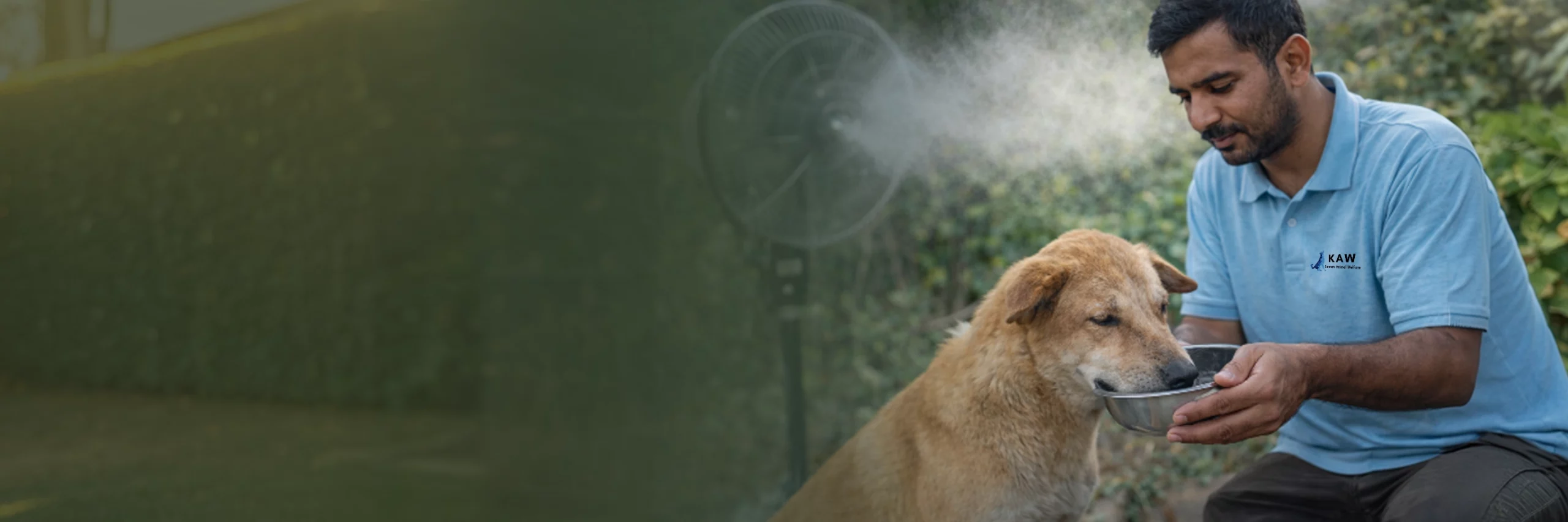 You are currently viewing Help dogs survive summer