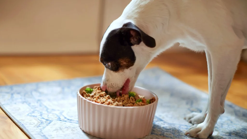 dog feeding