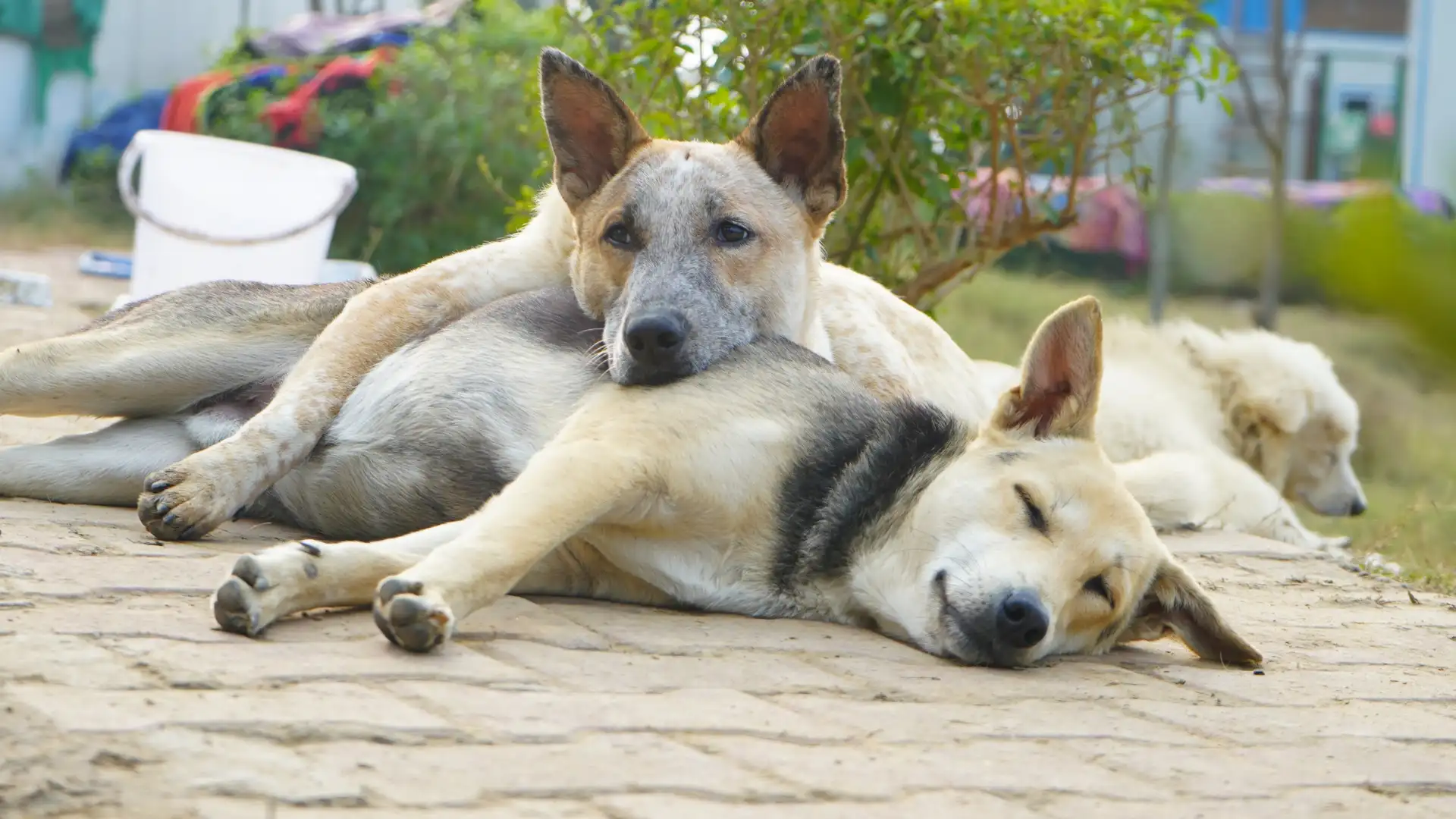 Read more about the article Is Feeding Stray Dogs Illegal in India? (2026 Law Update)