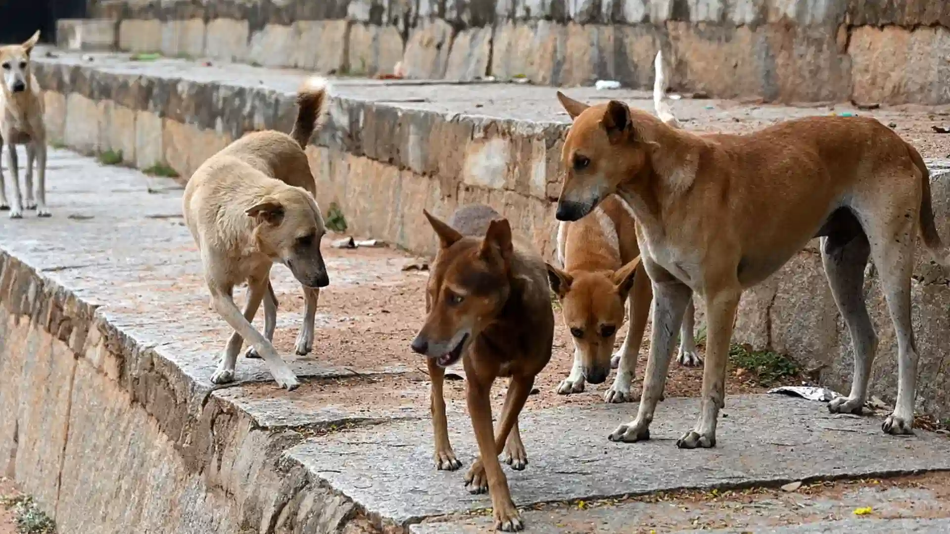 Read more about the article RWAs vs Dog Feeders: What the Law Actually Says