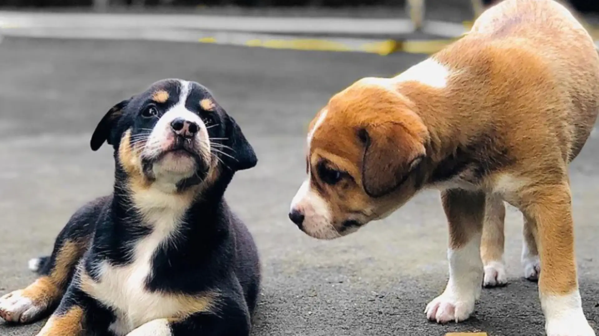 Read more about the article Top 10 Myths About Stray Dogs in India (Backed by Facts & Experience)