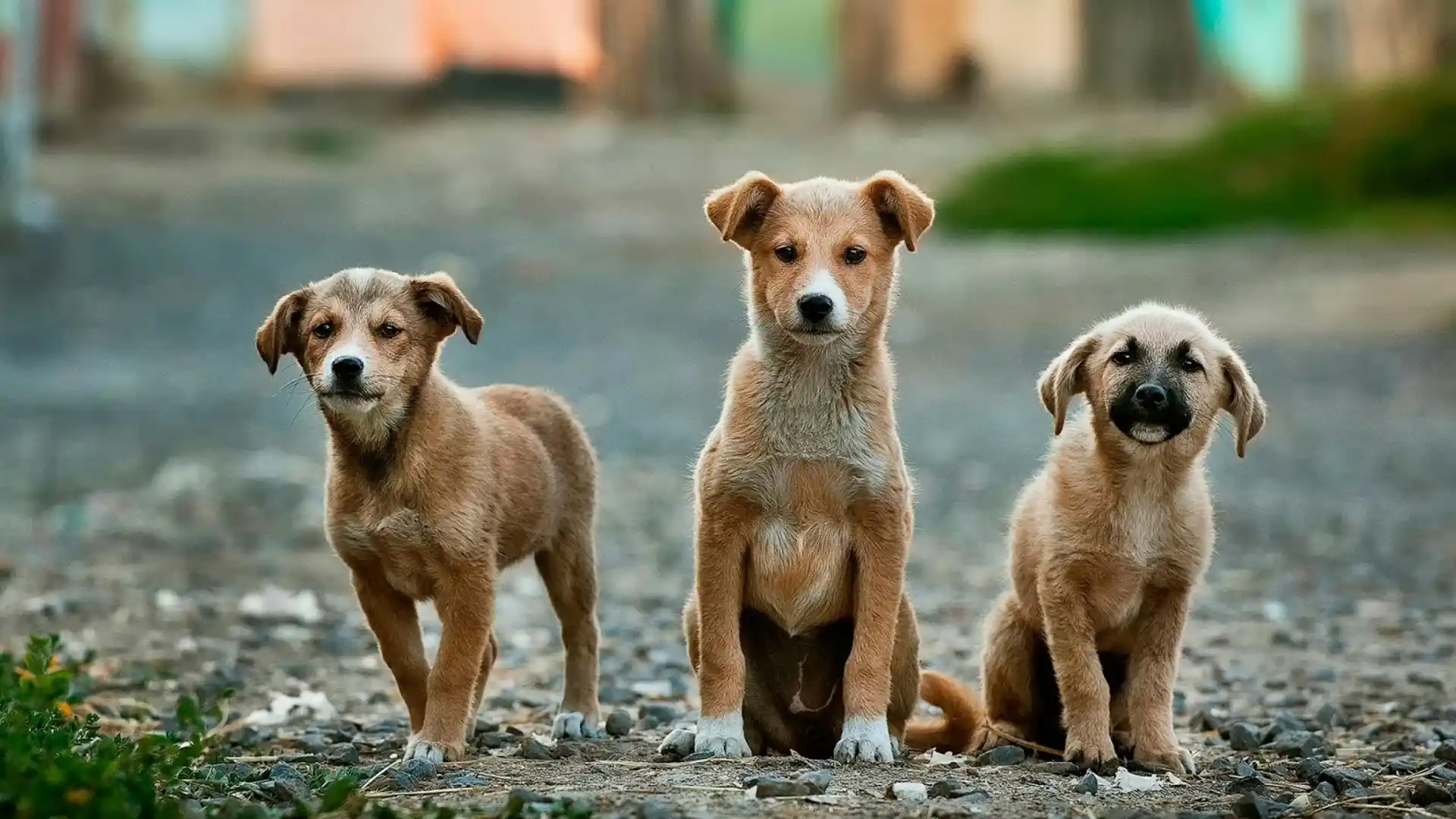 Read more about the article Why Indie Dogs Are Better Than Foreign Breeds