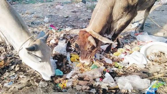 Read more about the article Why Plastic Waste Is Killing India’s Stray Cattle
