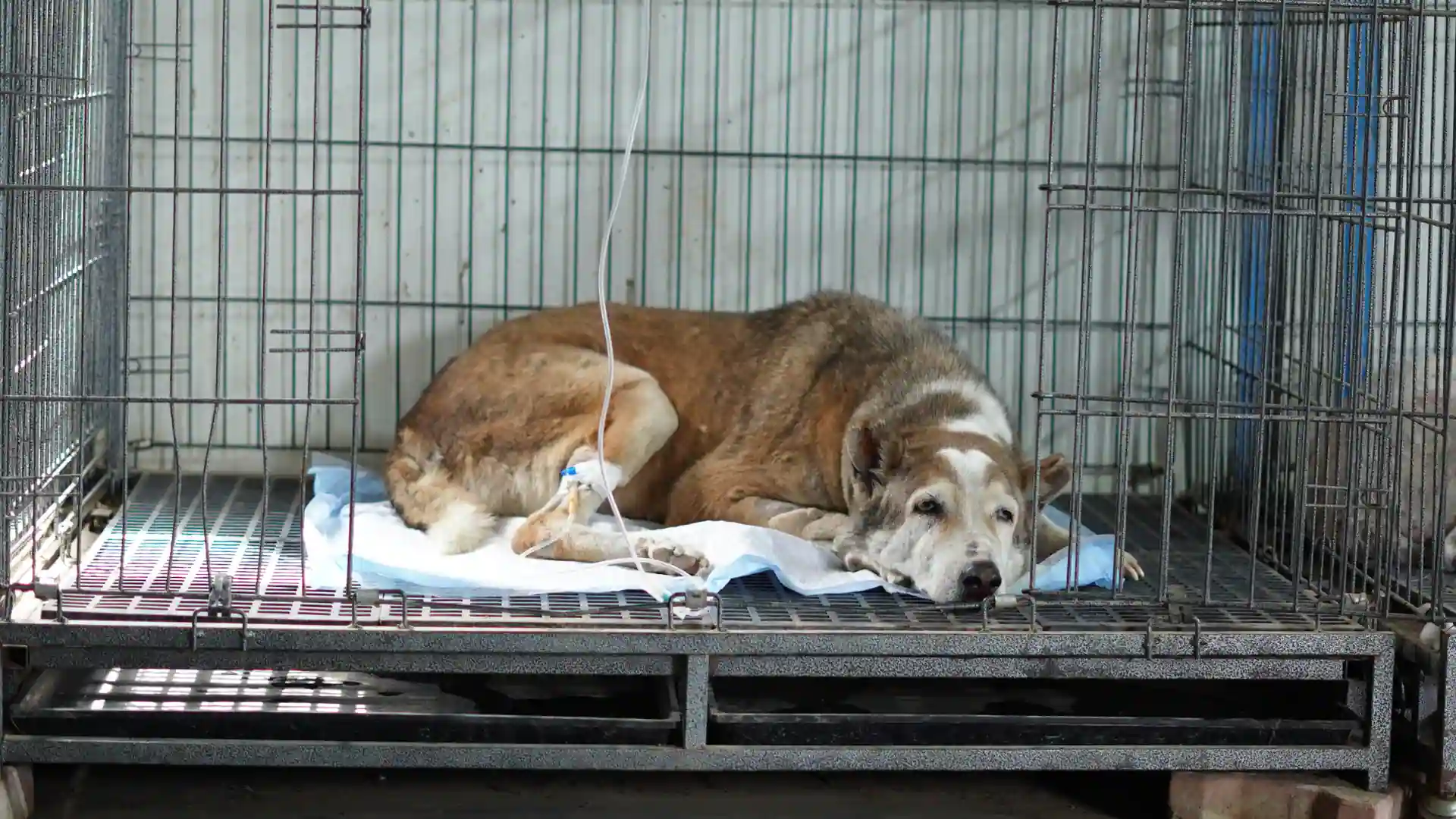 Read more about the article What Happens After a Dog Is Rescued and Treated