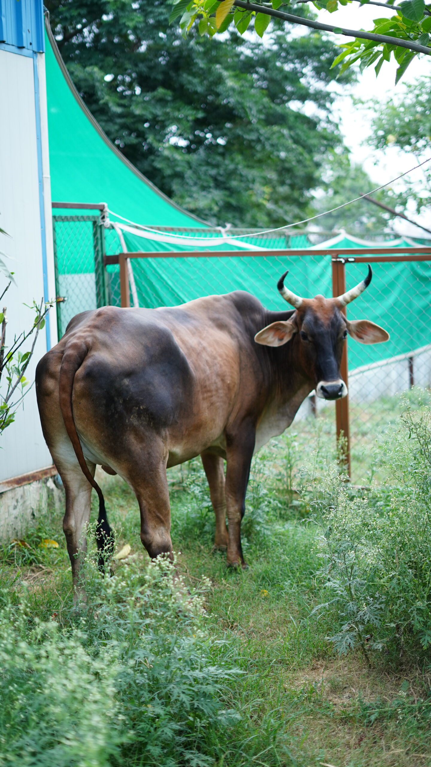 BALAK