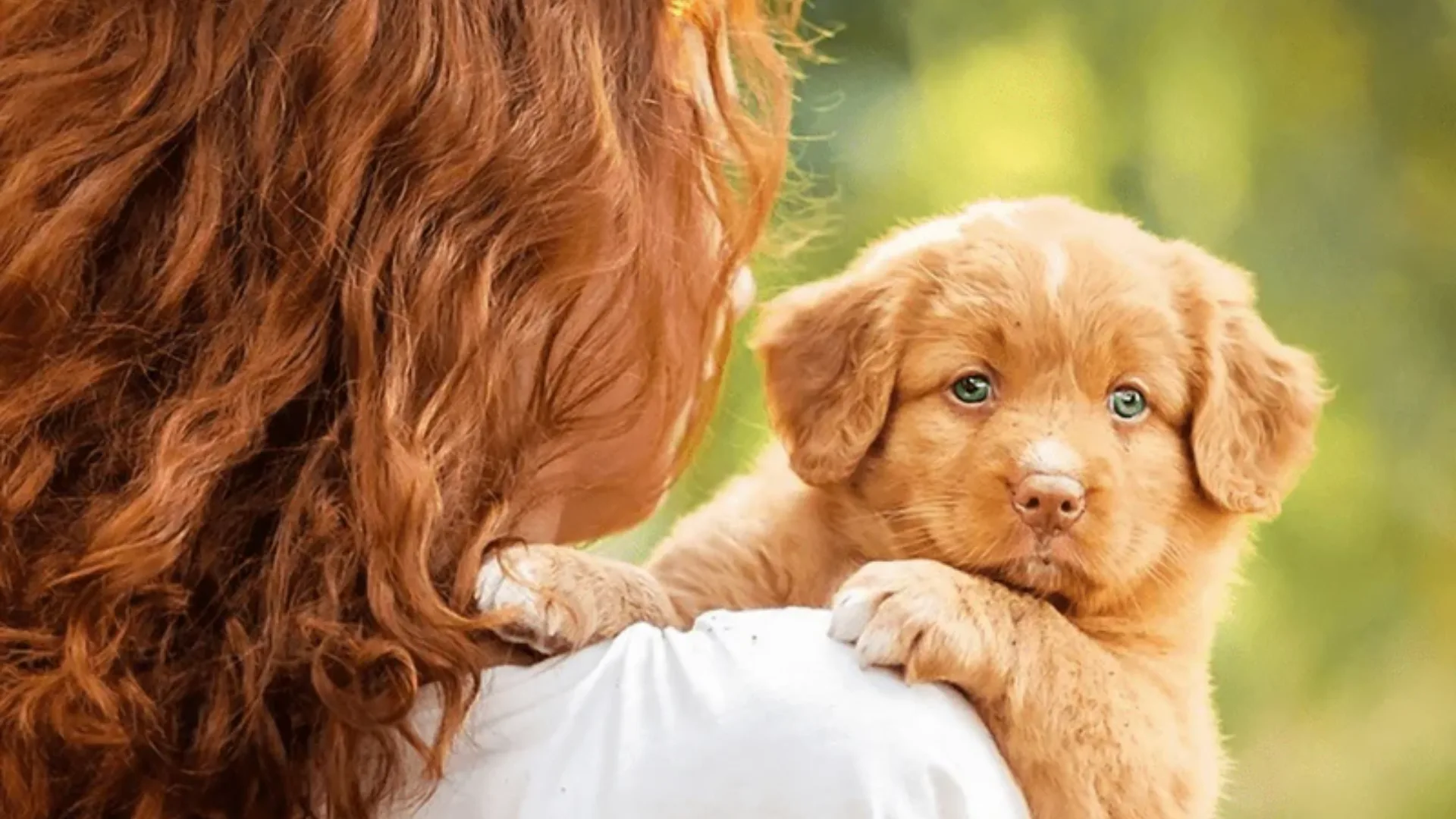Read more about the article First-Time Dog Adoption Checklist: What to Prepare Before Bringing a Rescue Home