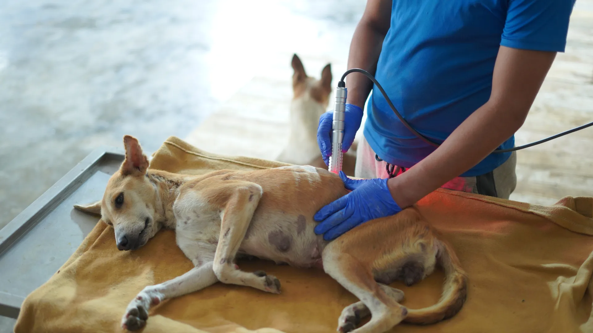 Read more about the article How Much Does It Really Cost to Foster a Rescued Dog in India?
