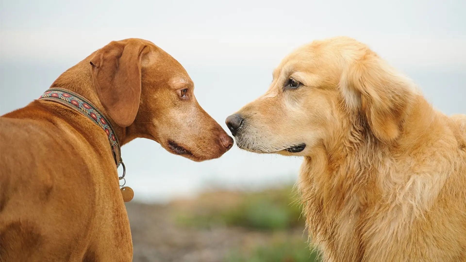 Read more about the article How to Introduce a Rescued Dog to Your Existing Pets