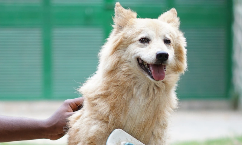 Read more about the article Pet Insurance in India: Is It Worth It for Rescued Dogs?