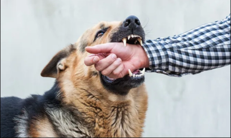 Read more about the article Rabies in India: Myths, Facts & What to Do After a Dog Bite