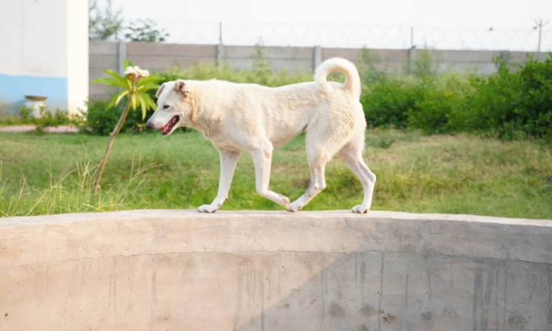 Read more about the article Volunteering With an Animal NGO: What a Typical Day Looks Like