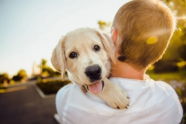 Read more about the article Virtual Parenting Explained: How Sponsoring a Shelter Dog Works