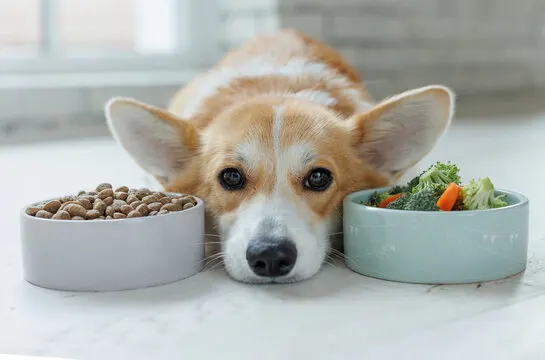 Read more about the article Dog Won’t Eat? 10 Reasons and What to Do About Each One