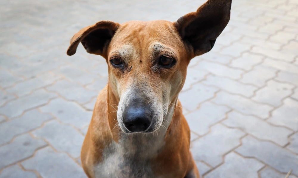 Read more about the article Why You Should Adopt an Indian Pariah Dog (And Where to Start)