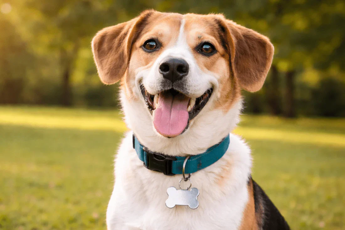 Read more about the article 300+ Best Indian Dog Names (Perfect for Your Newly Adopted Rescue Dog)