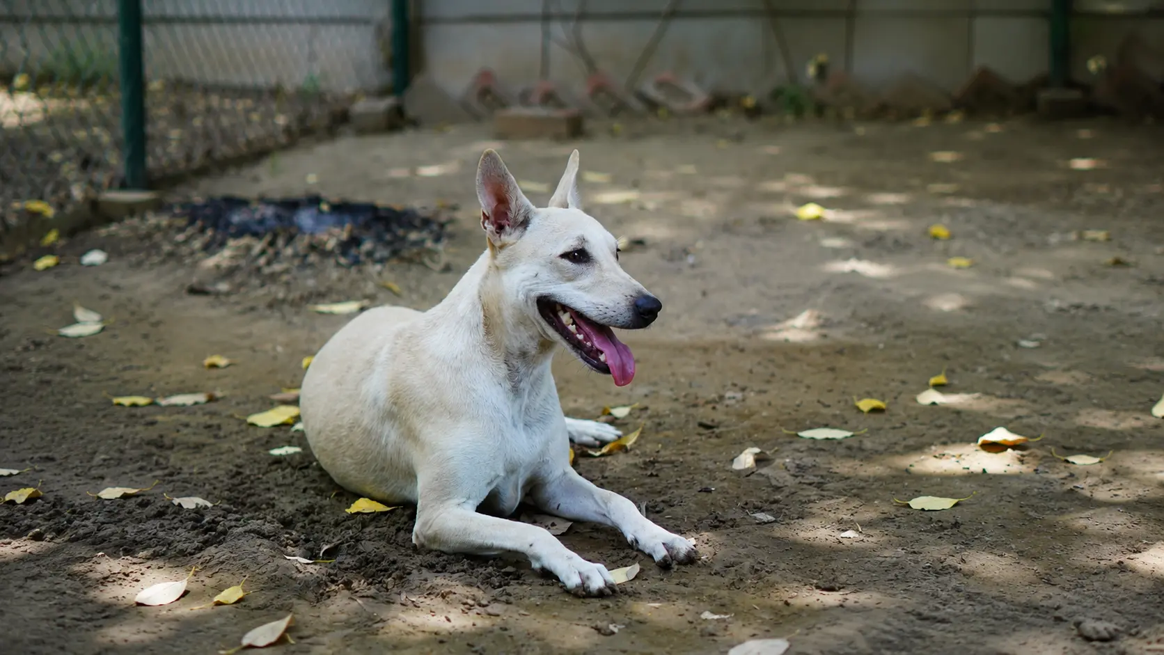 Read more about the article India’s Indie Dogs: Native Dog Breeds of India