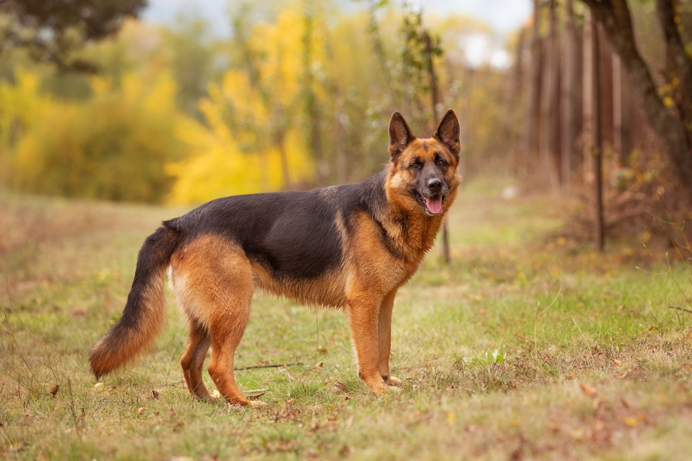 Read more about the article German Shepherd Dog: Complete Breed Guide, Care & Training